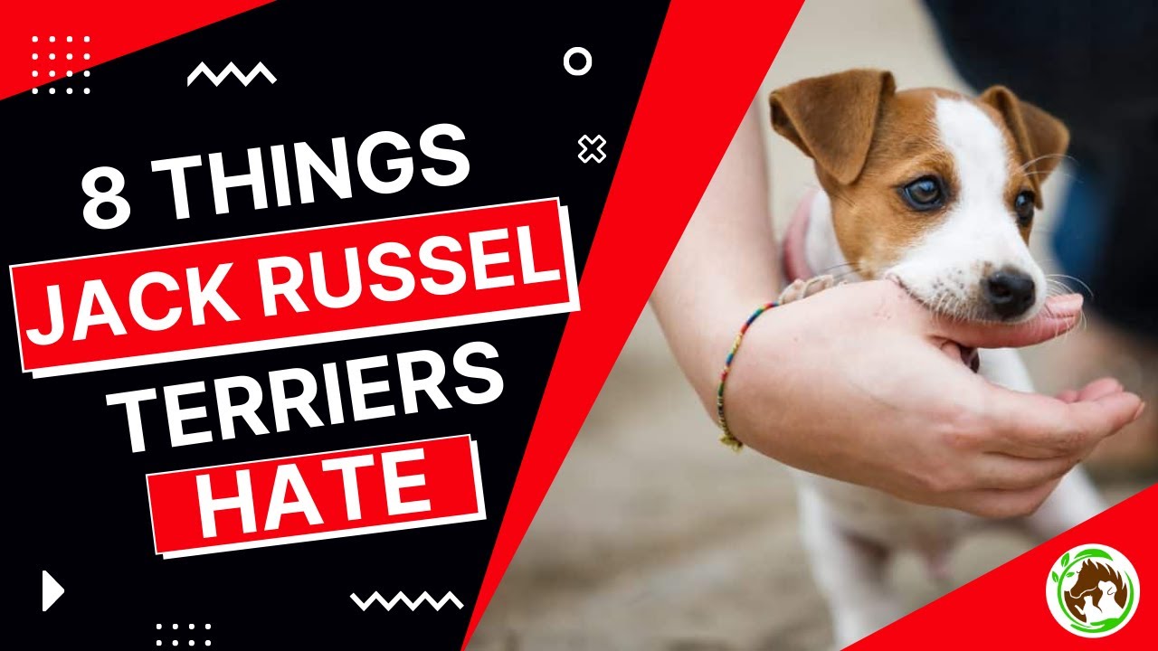 These 8 Things Jack Russell Terriers Hate
