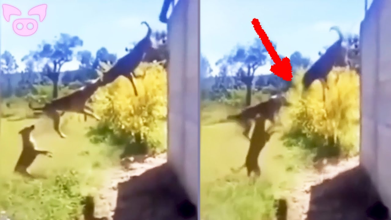 These Scary Videos Are Not For You!