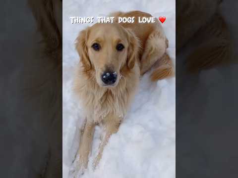 Thing that dogs love #countrymusic #newmusic #music #song #subscribe #goldenretriever #freestyle