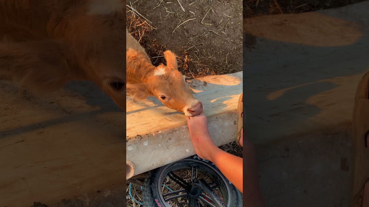 This calf really likes feet 🦶