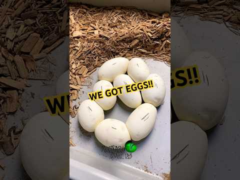This clutch has amazing potential! #molinarosnakelab #monsoonballpython #python #bananaballpython