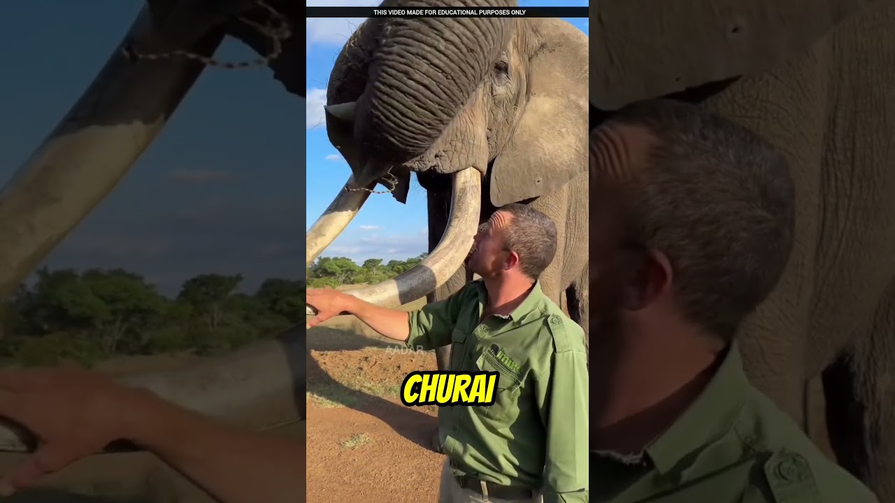 This Elephant is a Master Thief!