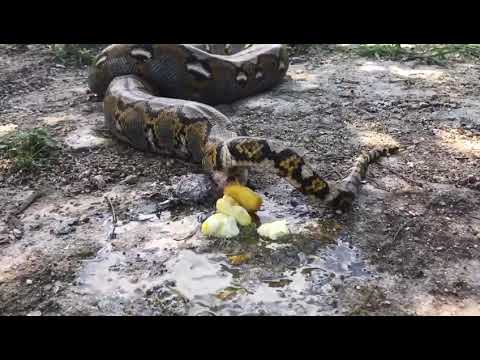 This is how a snake (python) defecate / poop/ shit