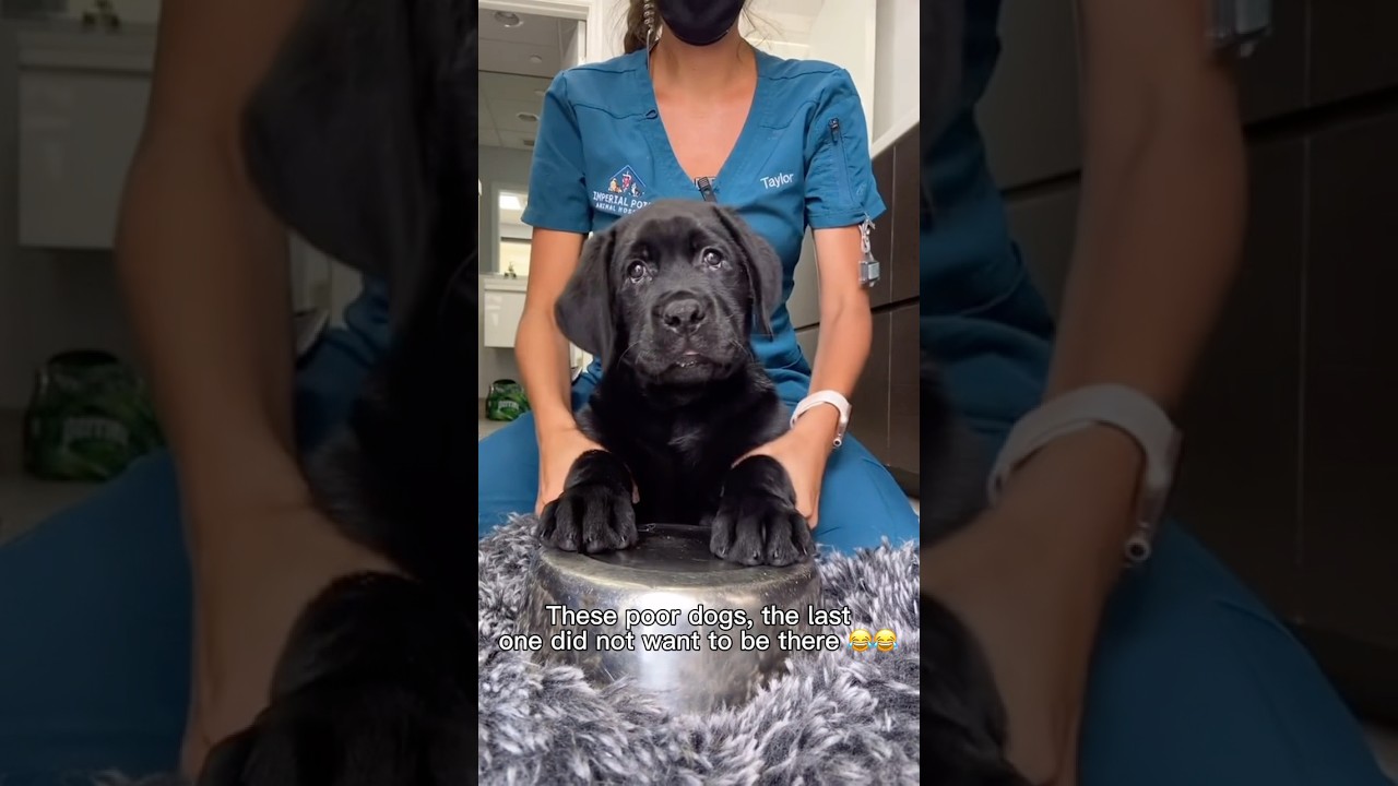 This trend 😂🫶🥹 #dogshorts #pets #goldenretreivers #dog #dogvideos #funny #goldenretriever #puppy