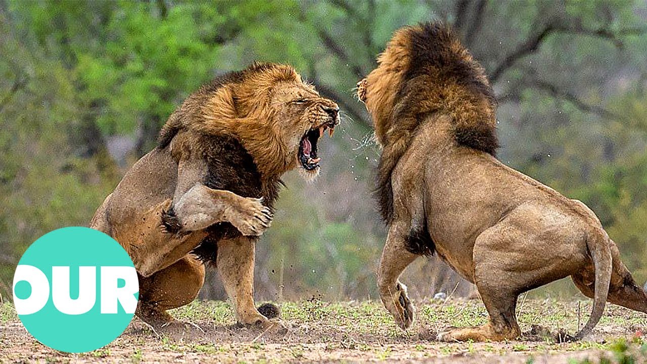 Three Adult Lions Fight Four Young Lions | Our World