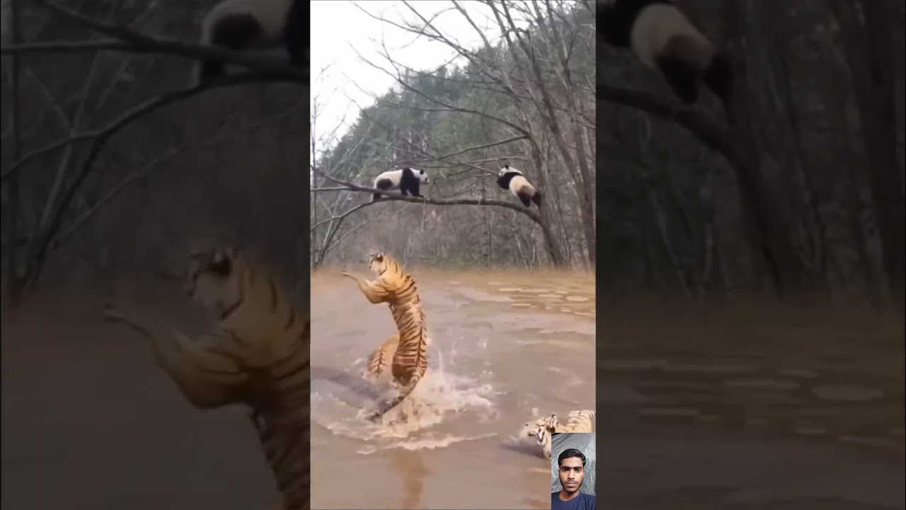 Tiger aur Bhalu ki video #video #viral #animals
