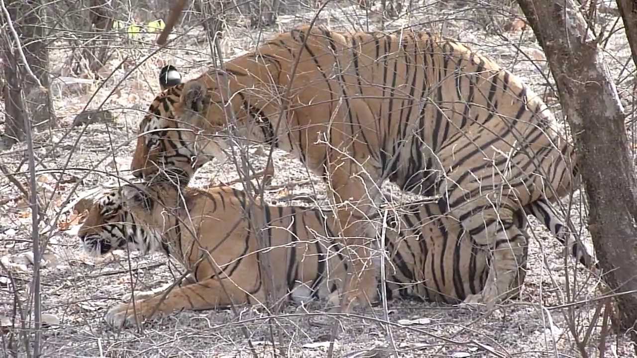 Tiger Mating