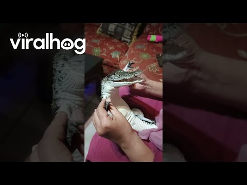 Tiny Crocodile Adorably Babied || ViralHog