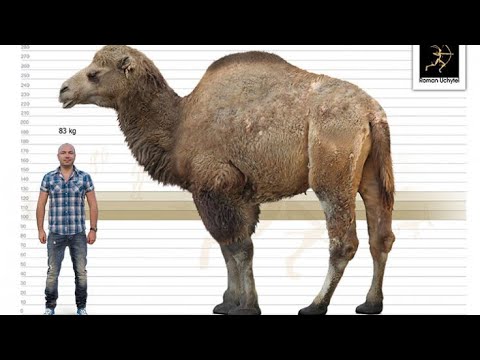 Titanotylopus - Pie Nudoso Gigante - DinoPedias 🇺🇲