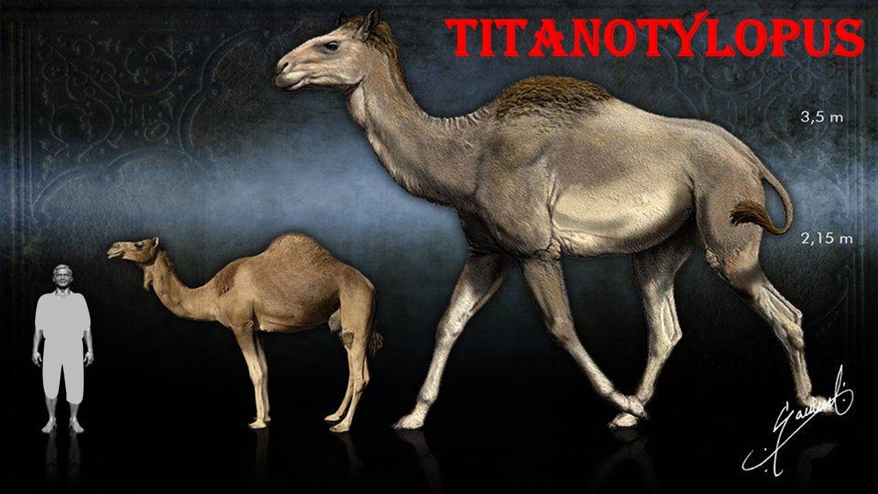 titanotylopus