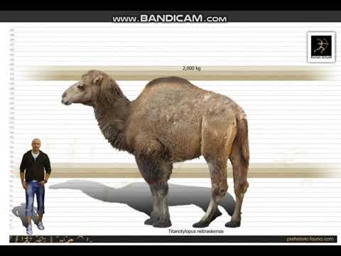 Titanotylopus Sounds
