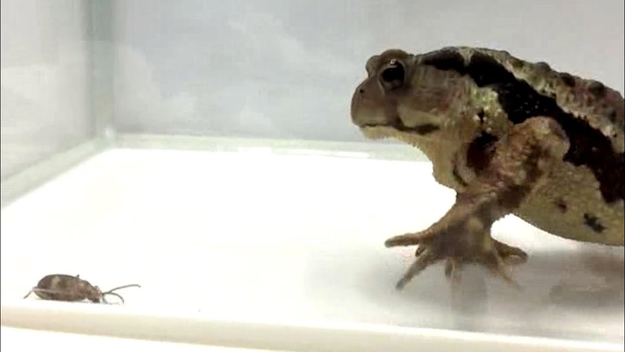 Toad v beetle: watch toad's reaction to toxic explosion in its stomach