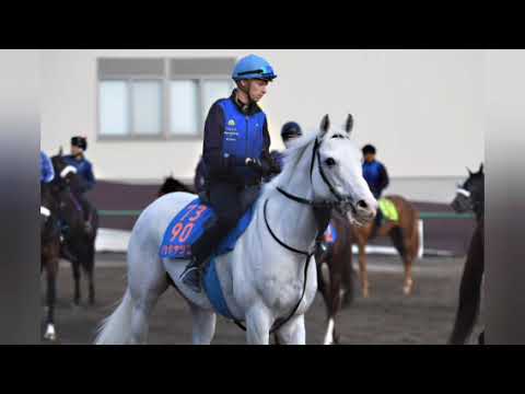 【目黒記念】競走中止のハヤヤッコは右前浅屈腱不全断裂の診断で美浦に帰厩　椎本助手「ひとまず命の心配はありません」[Tokiyo]