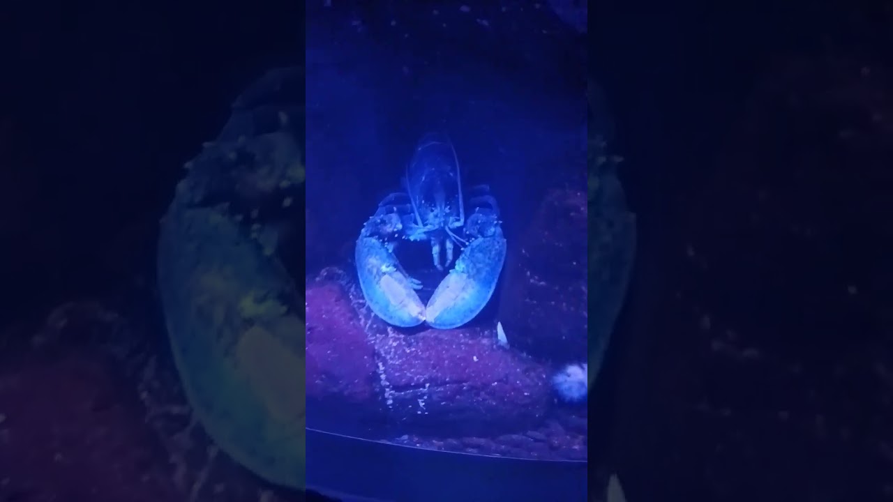 Top 1 Blue lobster jumpscare