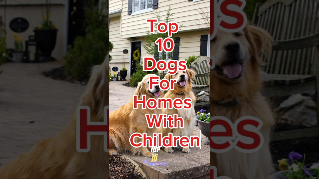 Top 10 Dogs For Home with Children Funn #dogs  #shorts