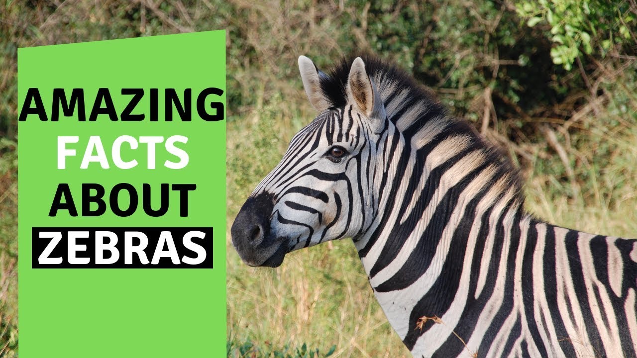 Top 25 Amazing Facts About Zebras