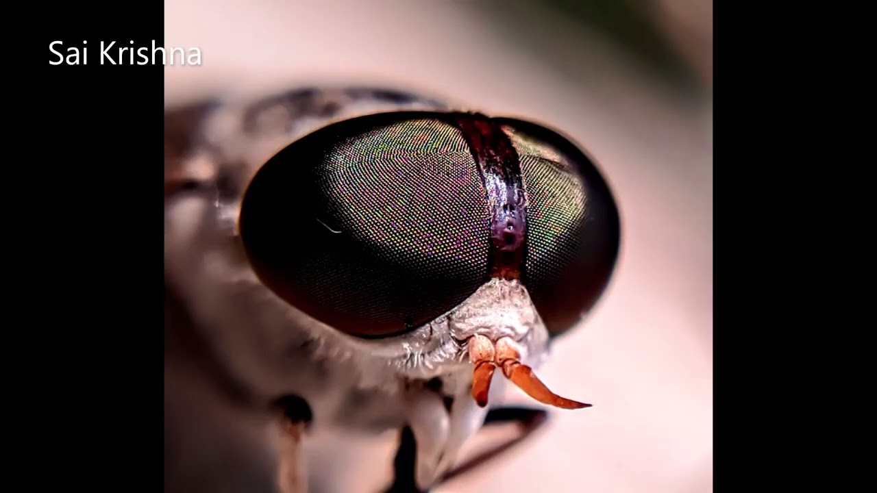Top 35- Macro Photography Competition