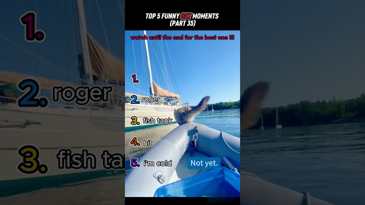 top 5 funny cat moments!!!😂😂😂
