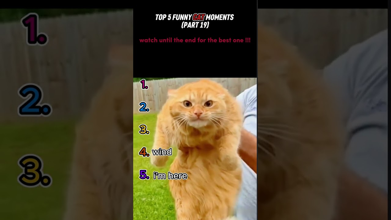 top 5 funny cat moments!!!😂😂😂