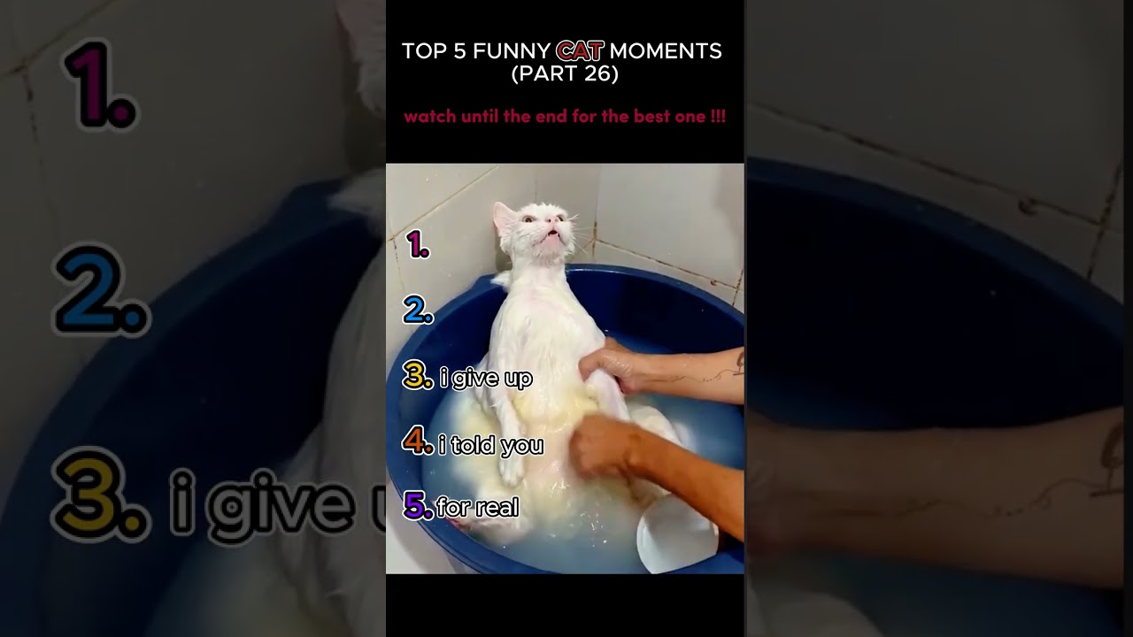 top 5 funny cat moments!!!😂😂😂