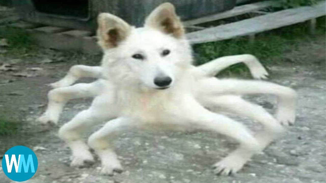 Top 5 Spider