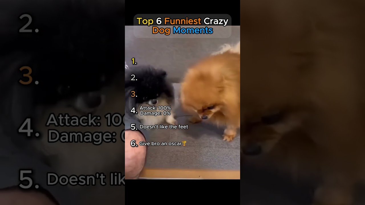 Top 6 Funniest Crazy Dog Moments🐶 (Try not to laugh!!!😂)