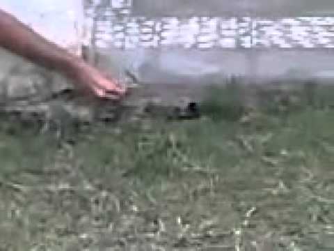 Topo.mp4