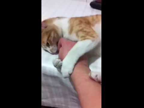 Çıtır❀