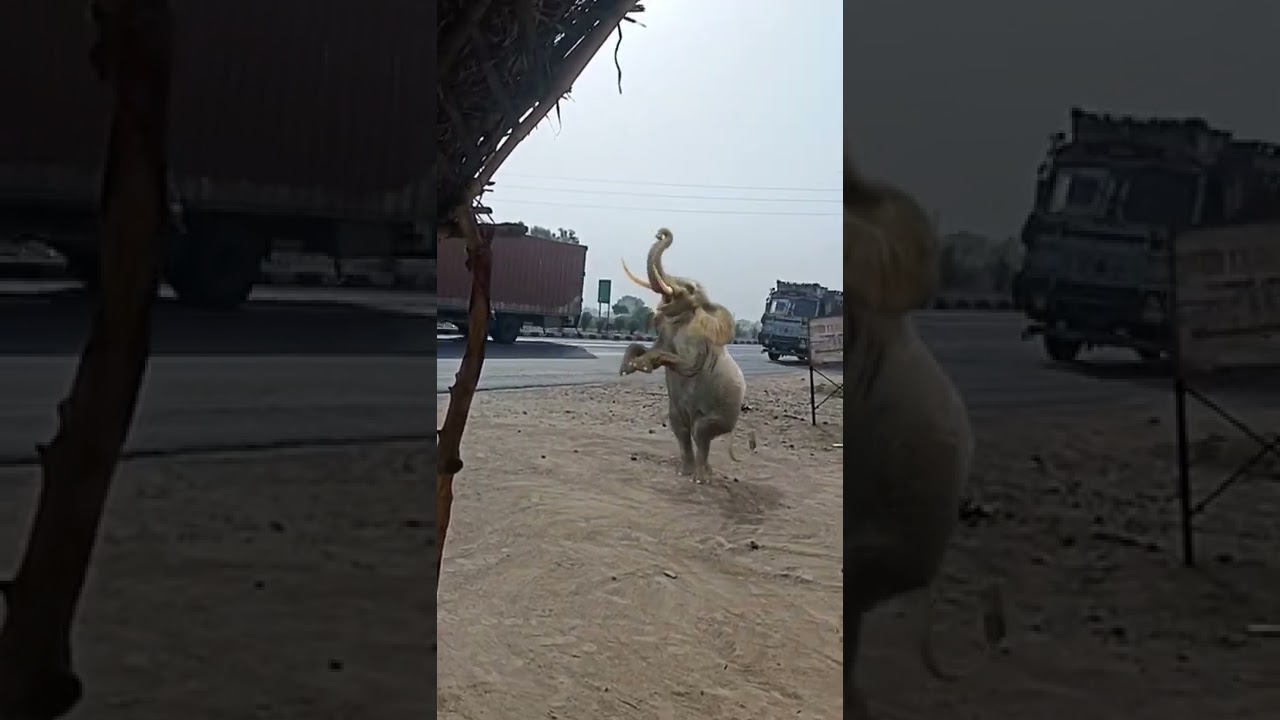 Track ke samne a gya hathi🥰 #shorts #viral #shorts #viral