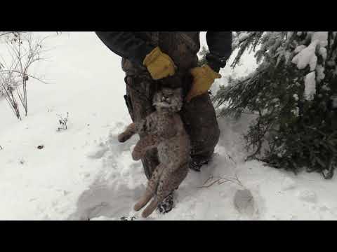 Trapping Bobcats Using A Cubby Set