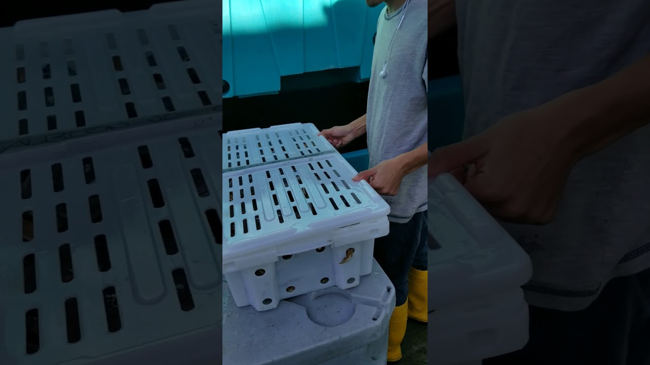 Traystor live seafood storage system