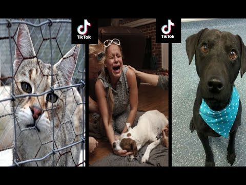 Try not to cry Tik Tok (Pet) Compilation
