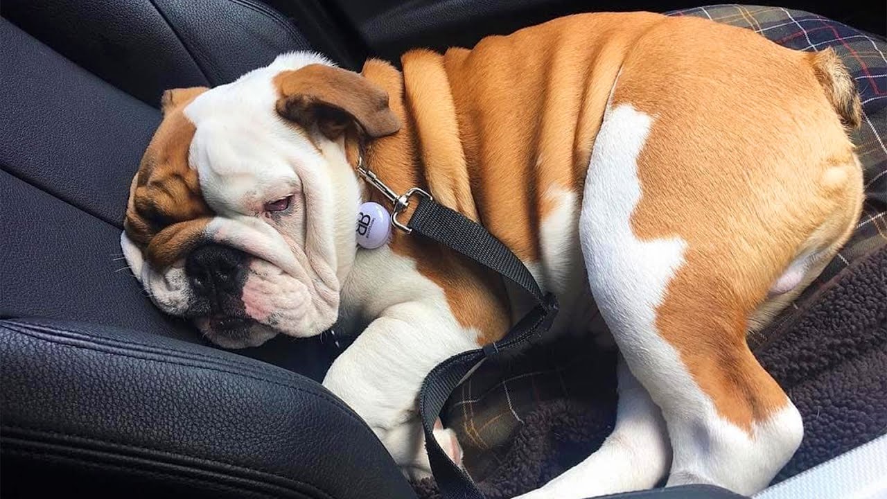 Try not to laugh ❤️ English Bulldogs doing funny things # 02 (2020)| Animal Lovers