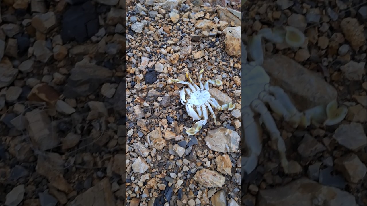 Tuan crab #anekaseafood #fishing