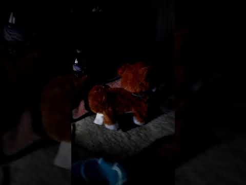 Twerking Dog