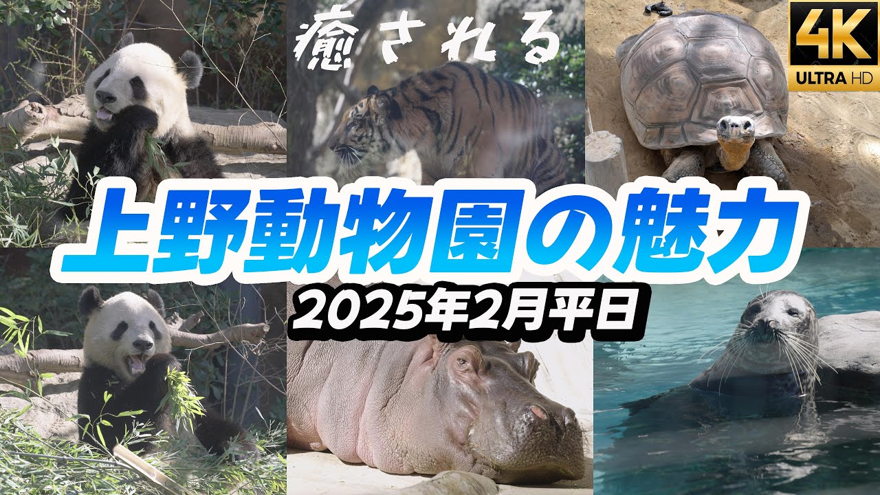 東京観光【上野動物園ガイドUeno Zoo】パンダ シャオシャオ レイレイ 2025年2月平日の状況 子供も外国人も大喜び スマトラトラ 4K