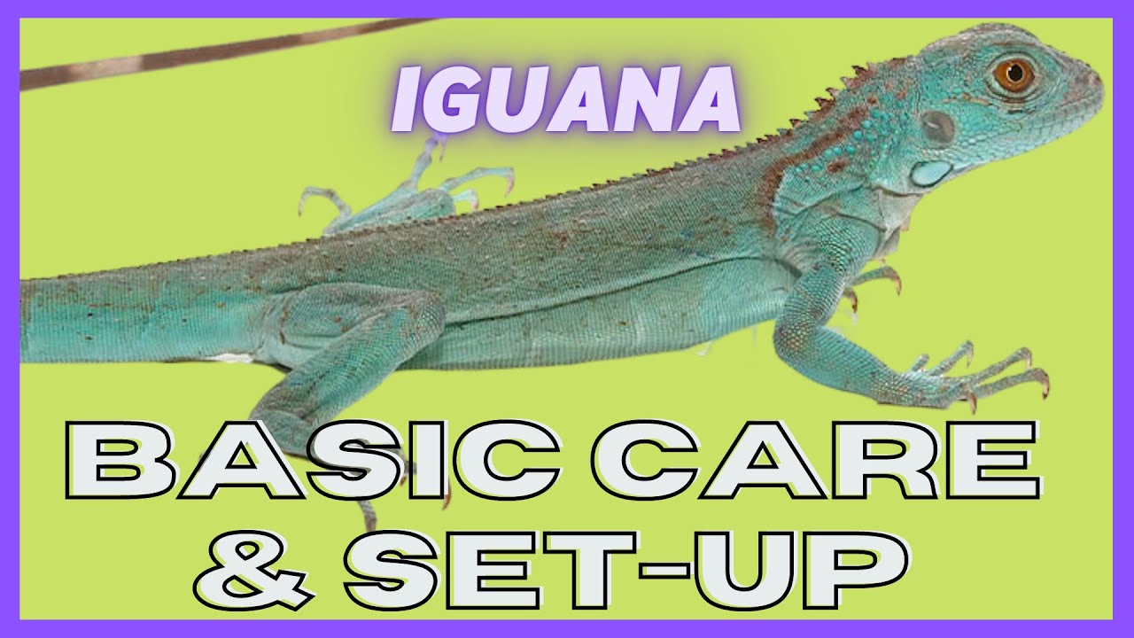 UGR -- Baby Iguana Care Video