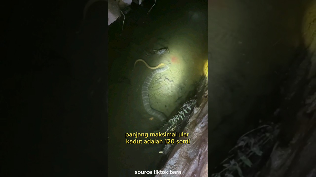 ULAR KADUT BESAR MUNCUL SAAT MANCING BELUT‼️ #shorts