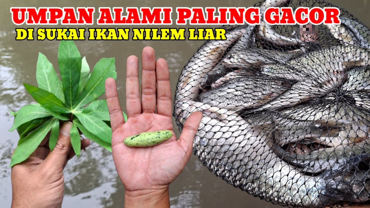 UMPAN ALAMI IKAN NILEM SUNGAI‼️PAKAI INI PASTI GACOR