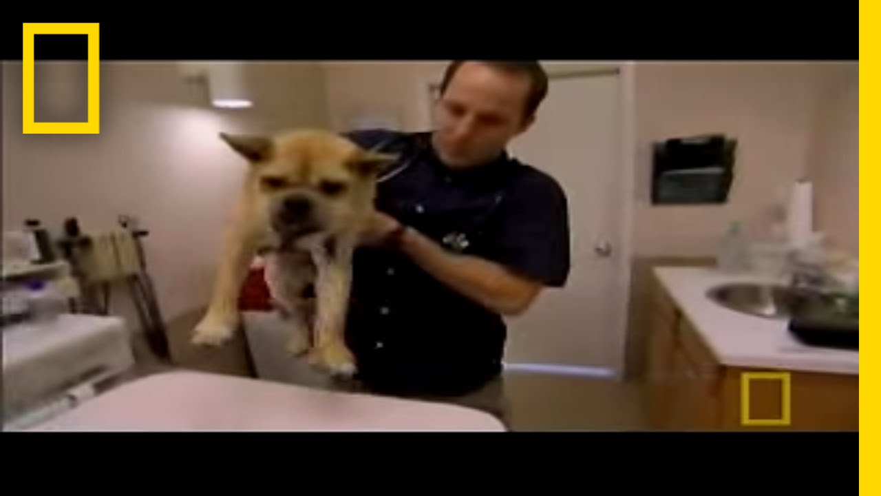 Unbalanced Bulldog | National Geographic
