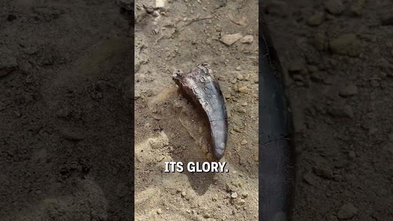 Unearthing a T-rex tooth! 🦷🦖  -  🎥 duranosaur