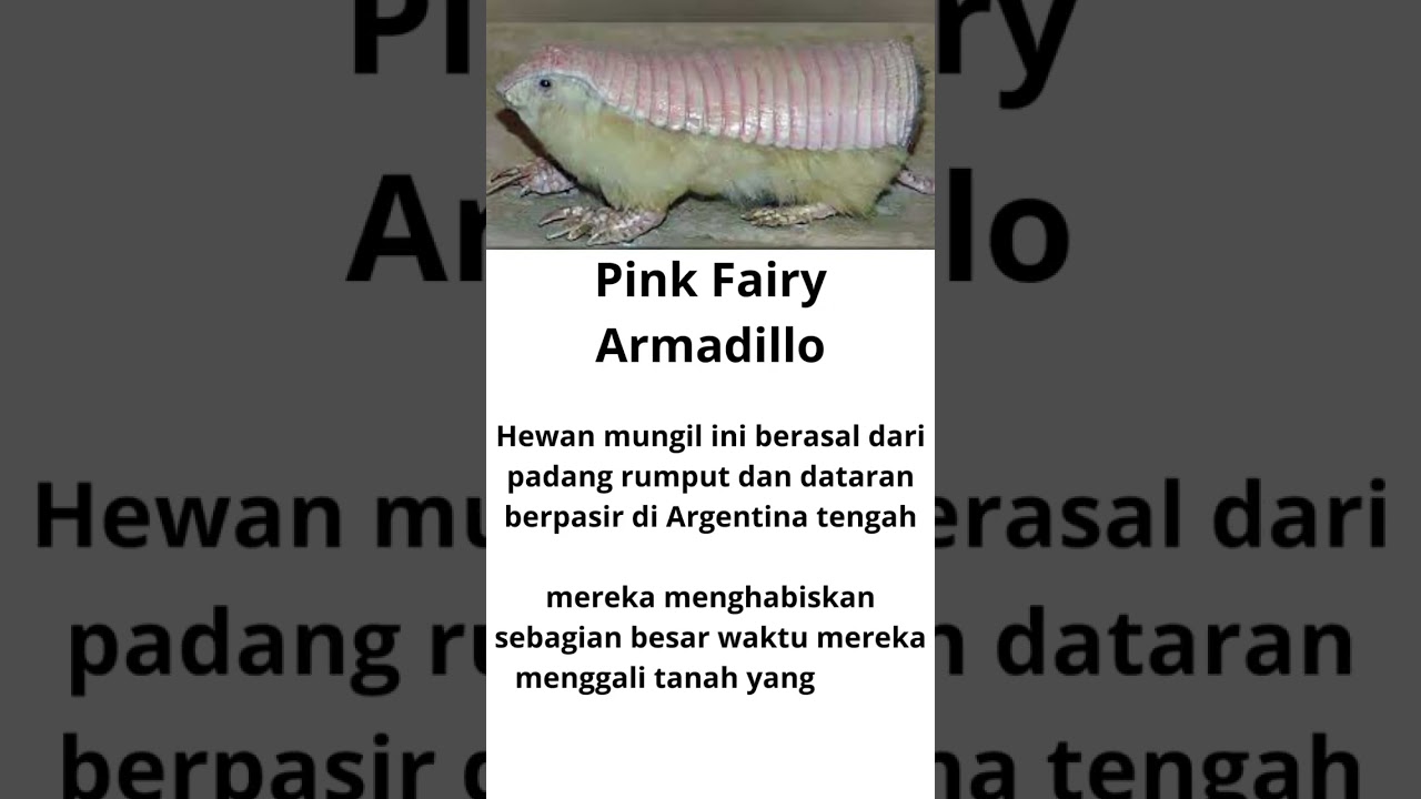 unique animal pink fairy armadillo
