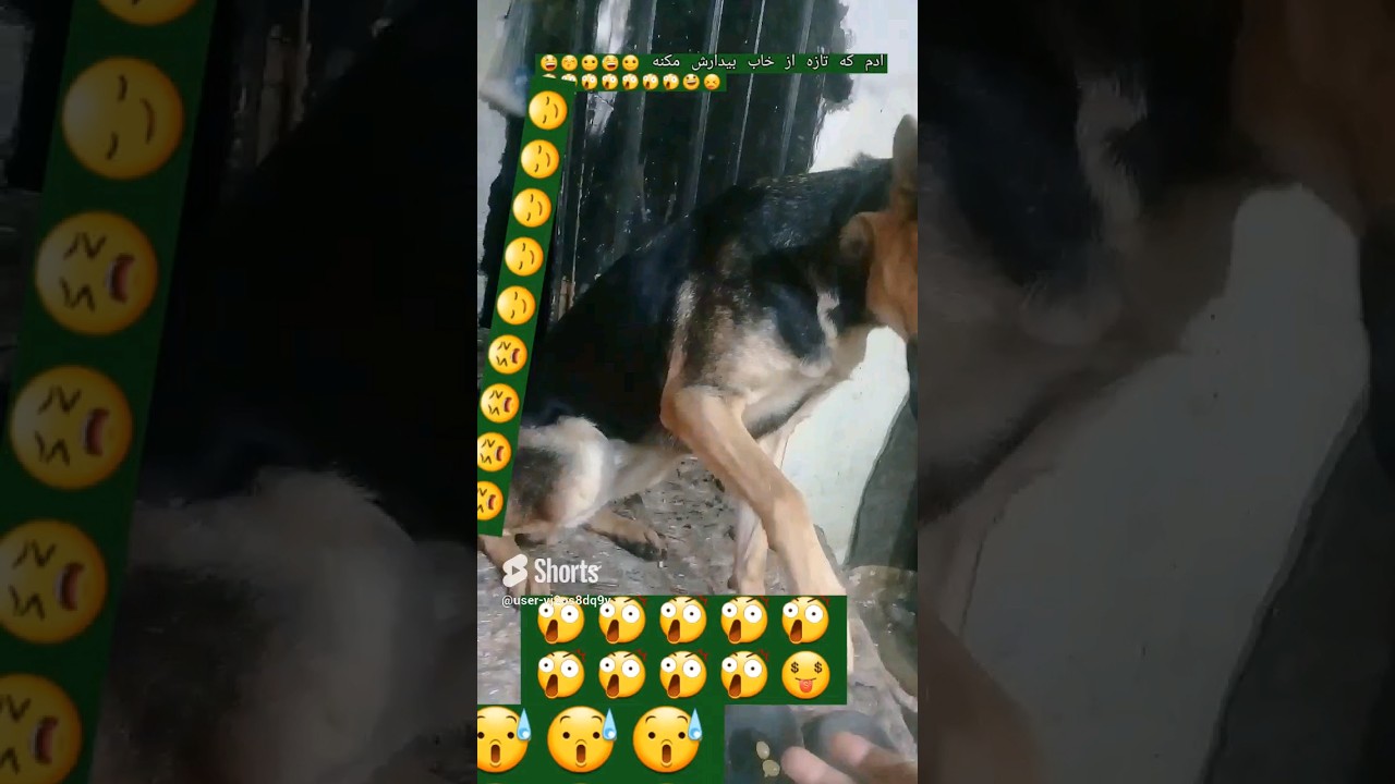 @user-matbakhsos @SabirGoat786