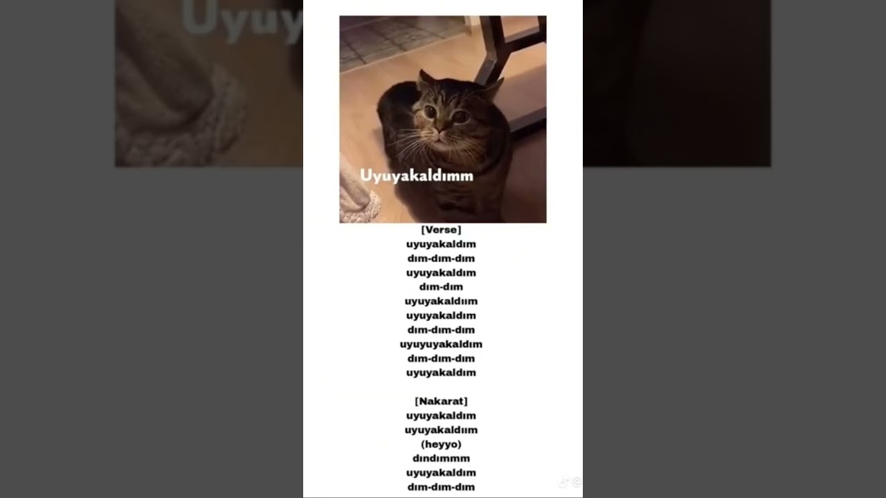 uyuya kaldım kedi