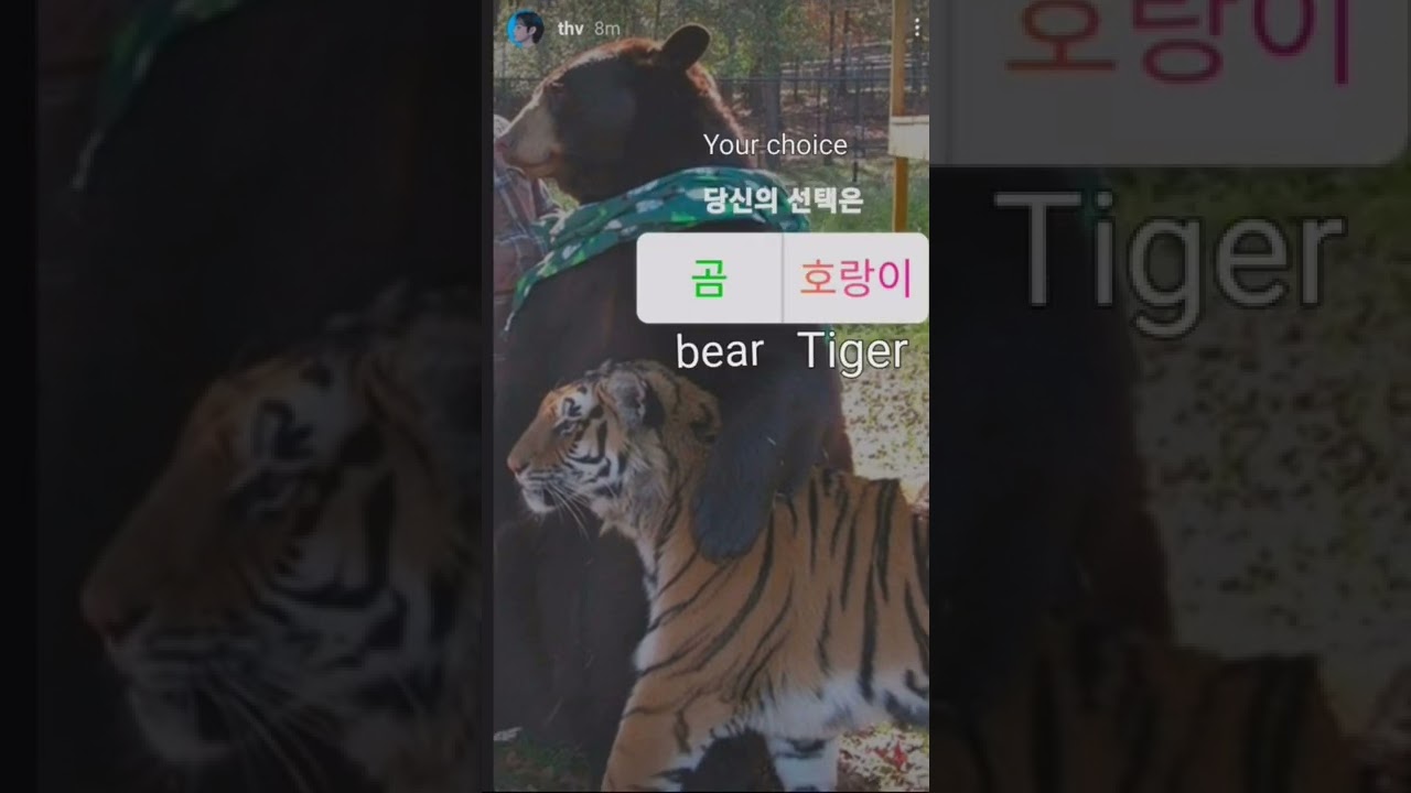 v Instagram story🐯or🐻or/bear win#taehyung