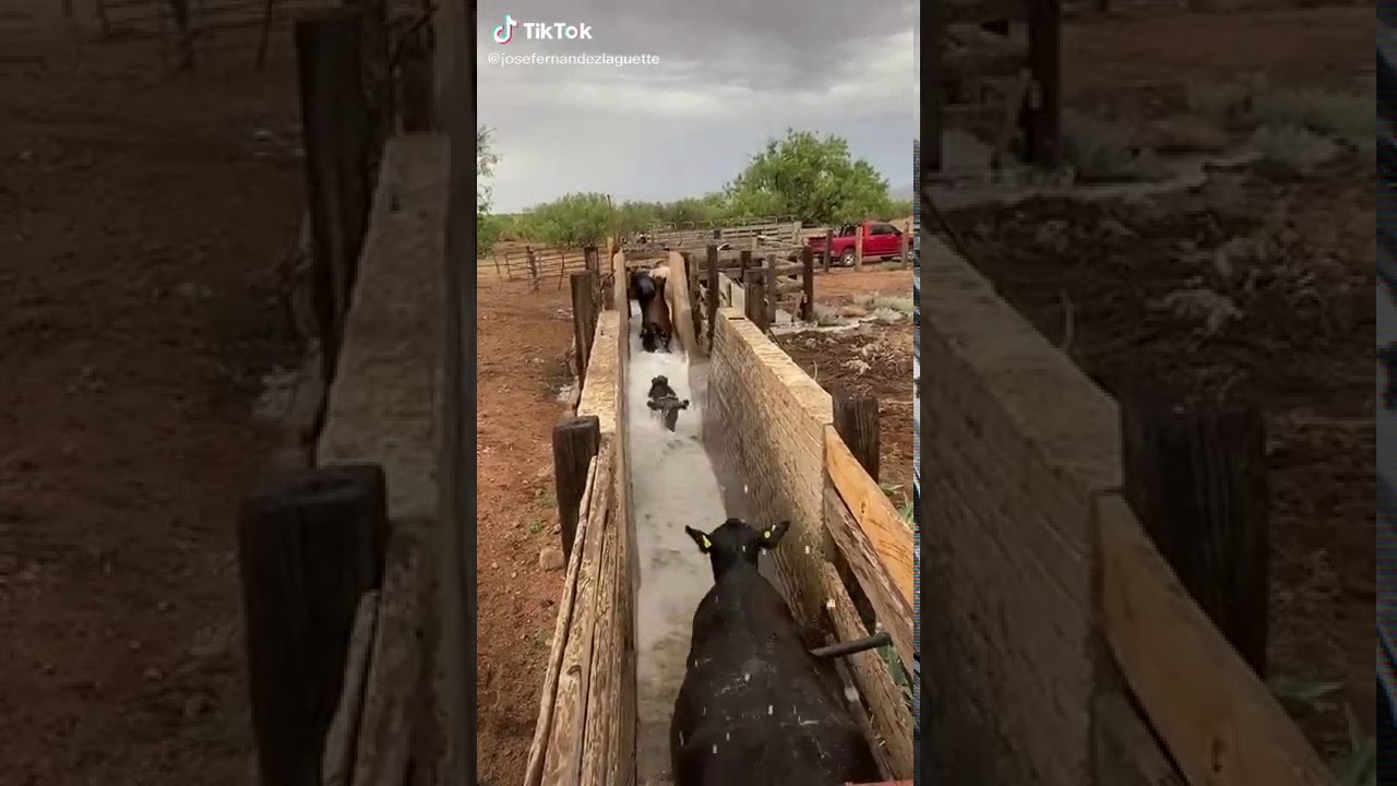 Vacas Bañándose..🐮🐄🐄 Al agua Vaca