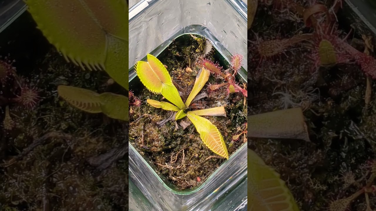 Venus Fly Trap #venusflytrap