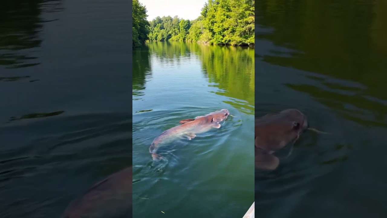 Very largest fish swimming #fish #wildlife #documentary #animals #shortvideo