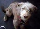 very ugly dog, LAYLA... but i love her still....