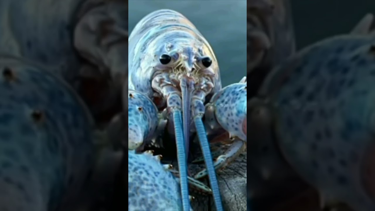 very very scary lobster jumpscare!